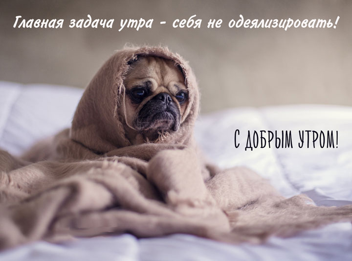Пес мопс укутан одеялом в постели с утра