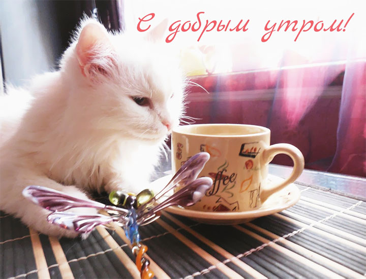 Белый кот с чашкой кофе - с добрым утром